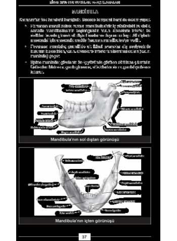 Nisan 2013 TUS Soruları ve Detaylı Açıklamaları