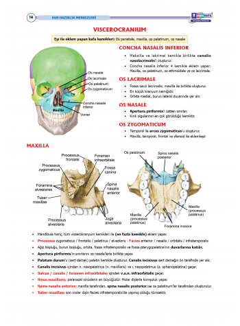 DUS Şampiyonların Notu - Anatomi ( 2025 )