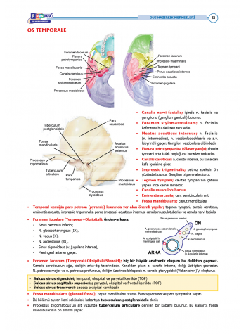 DUS Şampiyonların Notu - Anatomi ( 2025 )