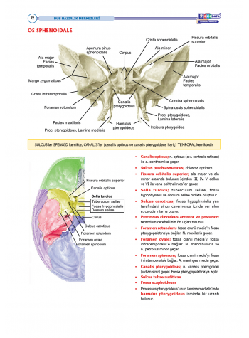 DUS Şampiyonların Notu - Anatomi ( 2025 )