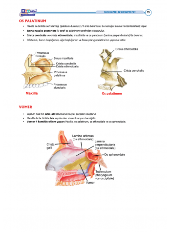 DUS Şampiyonların Notu - Anatomi ( 2025 )