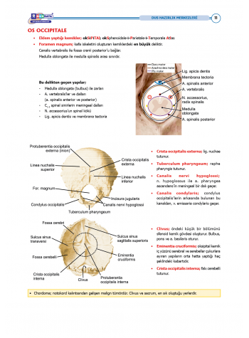 DUS Şampiyonların Notu - Anatomi ( 2025 )