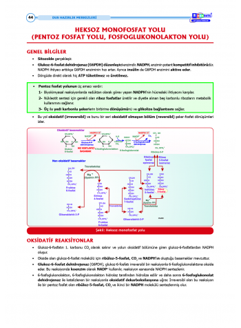 DUS Şampiyonların Notu - Biyokimya ( 2025 )
