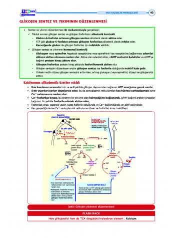 DUS Şampiyonların Notu - Biyokimya ( 2025 )