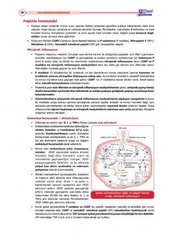 DUS Şampiyonların Notu - Endodonti ( 2025 )