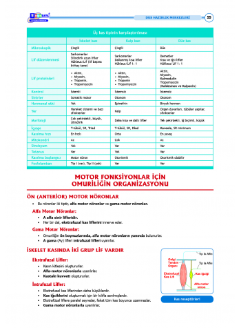 DUS Şampiyonların Notu - Fizyoloji ( 2025 )