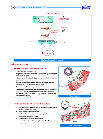 DUS Şampiyonların Notu - Fizyoloji ( 2025 )
