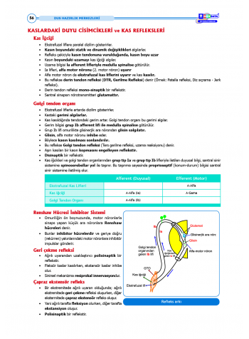 DUS Şampiyonların Notu - Fizyoloji ( 2025 )