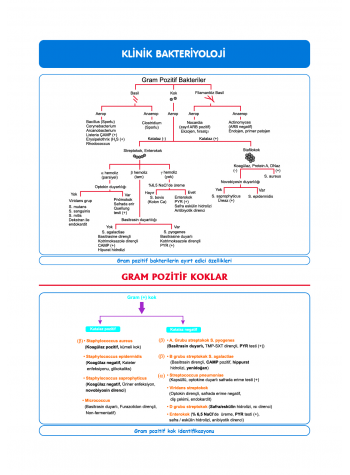 DUS Şampiyonların Notu - Mikrobiyoloji ( 2025 )