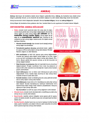 DUS Şampiyonların Notu - Ortodonti ( 2025 )