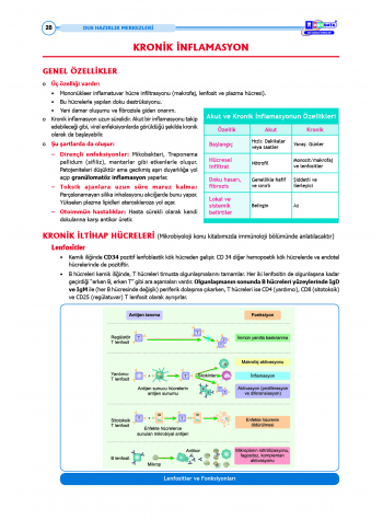 DUS Şampiyonların Notu - Patoloji ( 2025 )