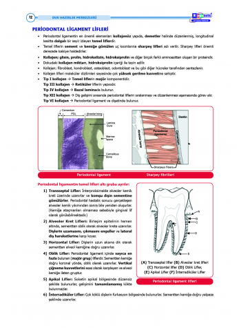 DUS Şampiyonların Notu - Periodontoloji ( 2025 )