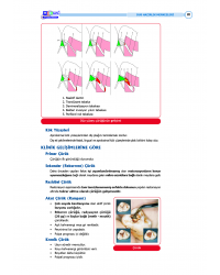 DUS Şampiyonların Notu ( 17.Baskı ) Restoratif Diş