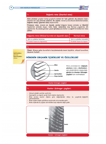 DUS Şampiyonların Notu Restoratif ( Özel Basım )