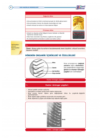 DUS Şampiyonların Notu Restoratif ( Özel Basım )