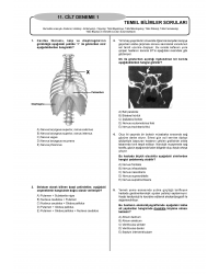 Denttest Deneme Sınavları / 11.Cilt