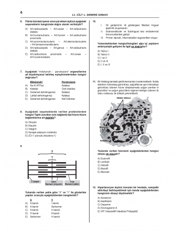 Denttest Deneme Sınavları / 11.Cilt