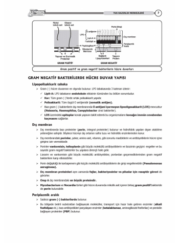 Tus Kampı Özel Notu - Mikrobiyoloji ( 2021 )