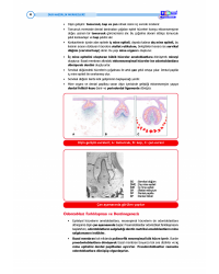 DUS Şampiyonların Notu - ENDODONTİ ( 7-1 )