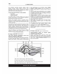 DENTTEST DUS İÇİN AÇIKLAMALI 12 DNM.SNV ( 7.CİLT )