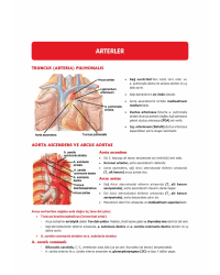 DUS MİADENT KONU ( 5.Baskı ) ANATOMİ