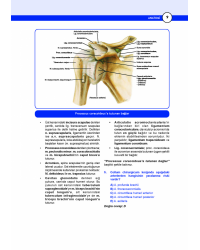 DUS Miadent Soru ( 5.Baskı ) Anatomi