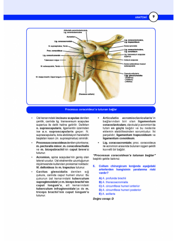 DUS Miadent Soru ( 5.Baskı ) Anatomi