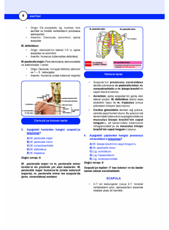 DUS Miadent Soru ( 5.Baskı ) Anatomi