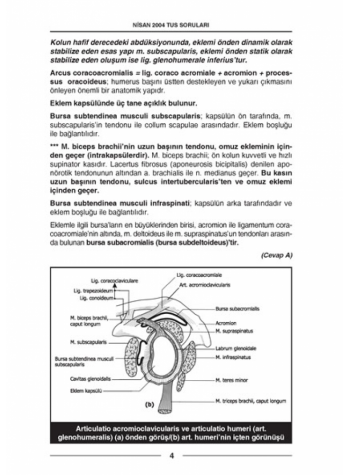 Nisan 2004 Açıklamalı Tus Soruları Nisan 2004 Açıklamalı Tus Soruları