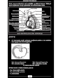 Nisan 2007 Açıklamalı Tus Soruları