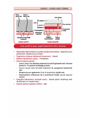 OPTİMUM REVİEW ( 8.Baskı ) MİKROBİYOLOJİ