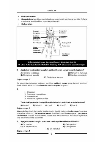 OPTİMUM SORU SERİSİ ( 6.BASKI ) ANATOMİ