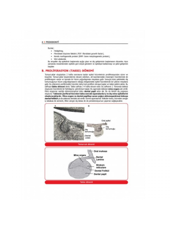 PEDODONTİ - Çocuk Diş Hekimliği / ÖZEN (2020) (YENİ BASKI HAZIRLANIYOR!)