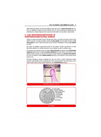 PEDODONTİ - Çocuk Diş Hekimliği / ÖZEN (2020) (YENİ BASKI HAZIRLANIYOR!)