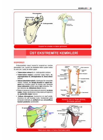 ProspekTUS ANATOMİ ( 4.Baskı ) 