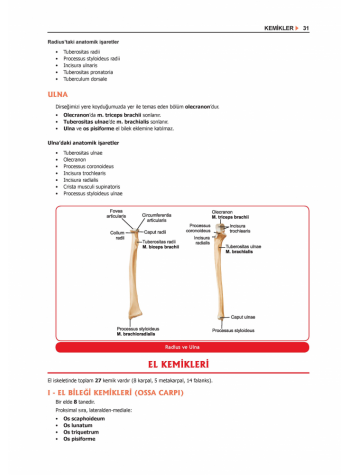 ProspekTUS ANATOMİ ( 4.Baskı ) 