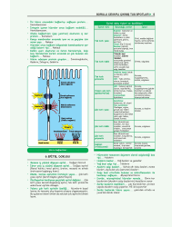ProspekTUS FİZYOLOJİ ( 4.Baskı ) 