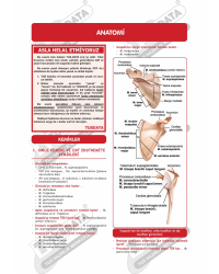 HIZLI TEKRAR - ANATOMİ