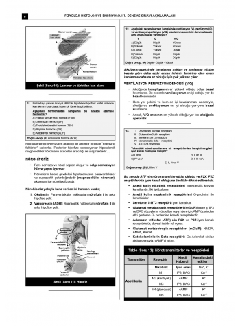 24 Açıklamalı Deneme Serisi 3.Baskı - Fizyoloji