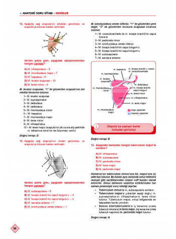 Klinisyen Prime Soruları Anatomi ( 17.Baskı )