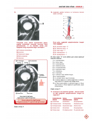 Klinisyen Soruları Anatomi ( 13.Baskı )