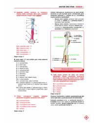 Klinisyen Soruları Anatomi ( 10.Baskı )