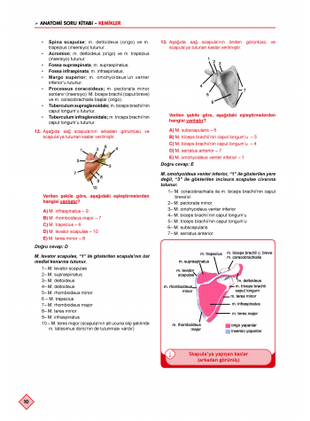 Klinisyen Soruları Anatomi ( 11.Baskı )