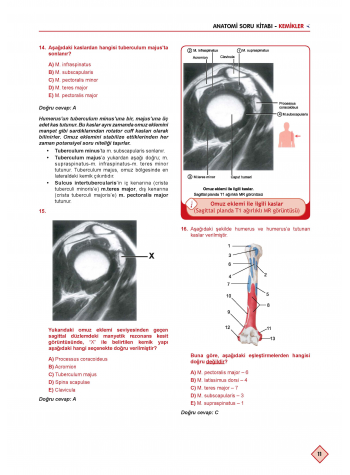 Klinisyen Soruları Anatomi ( 11.Baskı )