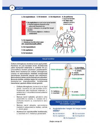 DUS Miadent Soru ( 5.Baskı ) Anatomi