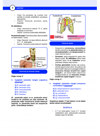 DUS Miadent Soruları ( 7.Baskı ) Anatomi
