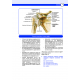 DUS Miadent Soruları ( 7.Baskı ) Anatomi