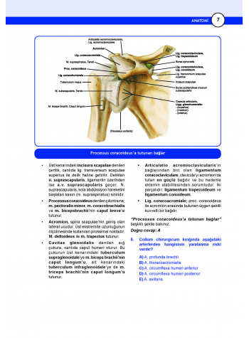 DUS Miadent Soruları ( 7.Baskı ) Anatomi