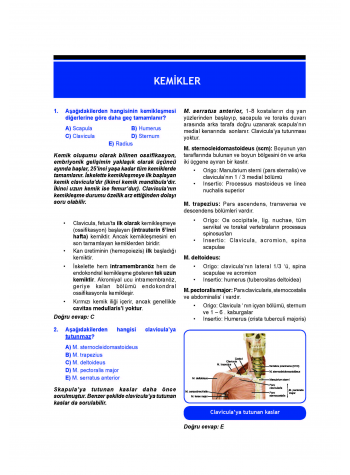 DUS Prodent Soruları ( 9.Baskı ) Anatomi