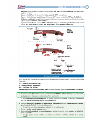 TUS Entegre Temel Endokrinoloji